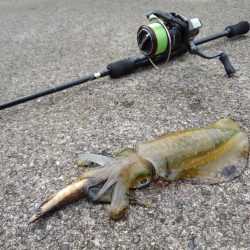 好調！越前デイエギング